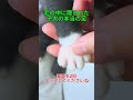 毛の中に隠された子犬の本当の足
