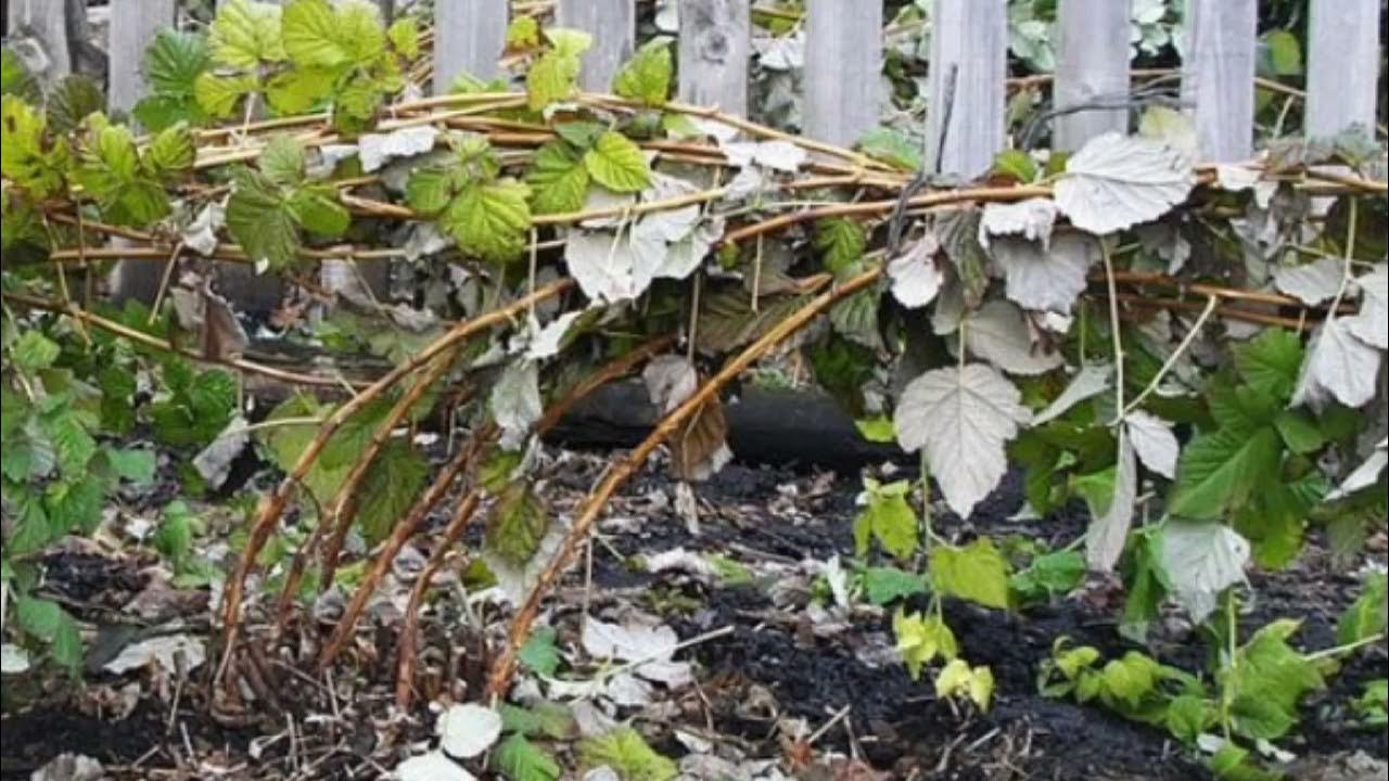 Укрытие малины на зиму. Ежемалина стелющаяся. Подготовка ежевики к зиме. Ежемалина тайберри укрытие на зиму. Подготовка малины к зиме.