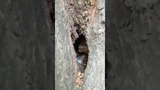 Дупло для белки / A hollow for a squirrel #squirrel  #cuteanimal