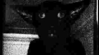 Creepypasta - The Mimic Cat