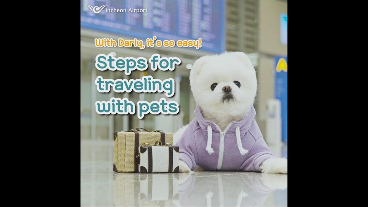 [Incheon Airport X Darly] Steps for traveling with pets YouTube