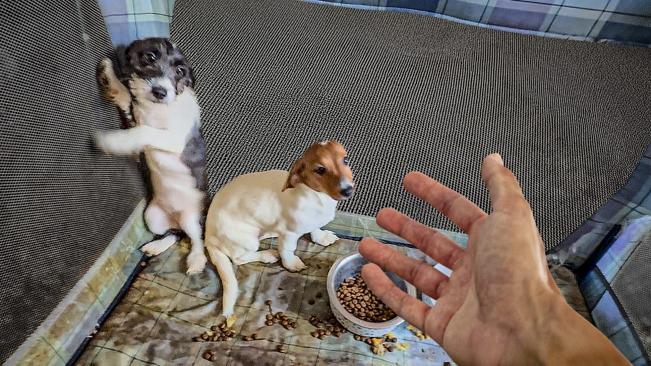 These Puppies Got Horribly Neglected, So We Tried Rescuing Them