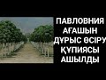 ПАВЛОВНИЯ КӨШЕТІН ҚАЙДАН АЛУҒА БОЛАДЫ🤔? ПАВЛОВНИЯ АҒАШЫ🌳ЖАЙЛЫ СІЗ БІЛМЕГЕН ШОК МӘЛІМЕТТЕР😱ЕҢБЕК ЕТ✊🌱