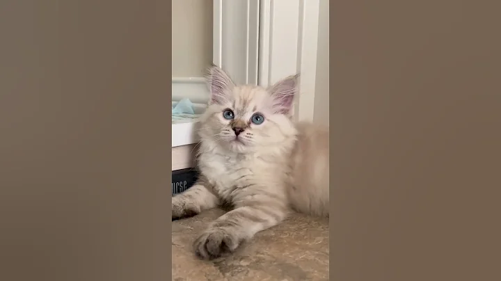 Watch the video about Adorable siberian kitten moments #kitten #siberian #sweet