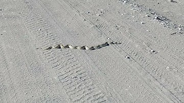 Gopher Snake in New Mexico