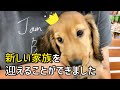 【ミニチュアダックス】新しい家族をご紹介します/ 子犬との出会い、そしてお迎え初日の様子