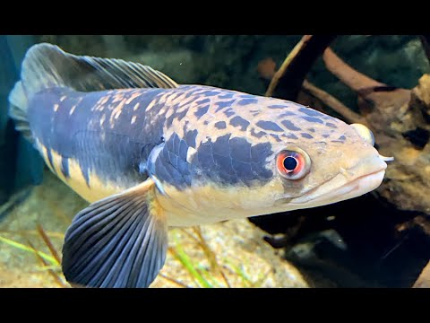 チャンナマルリオイデス Emperor Snakehead Channa marulioides - YouTube