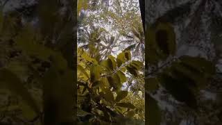 hujan angin ribut #shorts