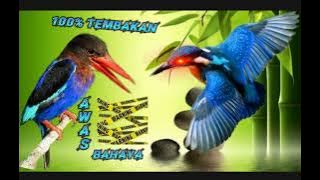 masteran tengkek udang paling dicari..