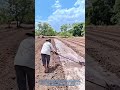 Techniques d'irrigation en sillons intelligentes qui optimisent l'efficacité hydrique et la
