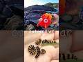 Bug Insect Names | Kids Learn at the Rock Pool: Woodlouse Caterpillar Tarantula Ant Cockroach