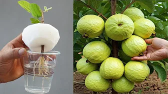 Secret To Growing Guava Successfully 100% Fruit Grows Like Crazy