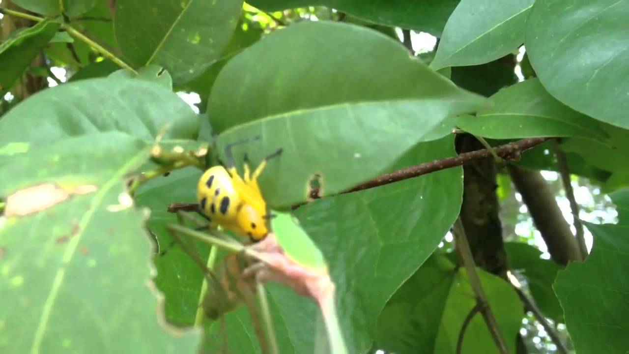 eight spotted crab spider eating mantis ( adult male giant as