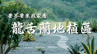 AGAVE系列｜要不要來我家看龍舌蘭地植區