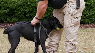 The University of Alabama: UAPD K9 Training (2018)