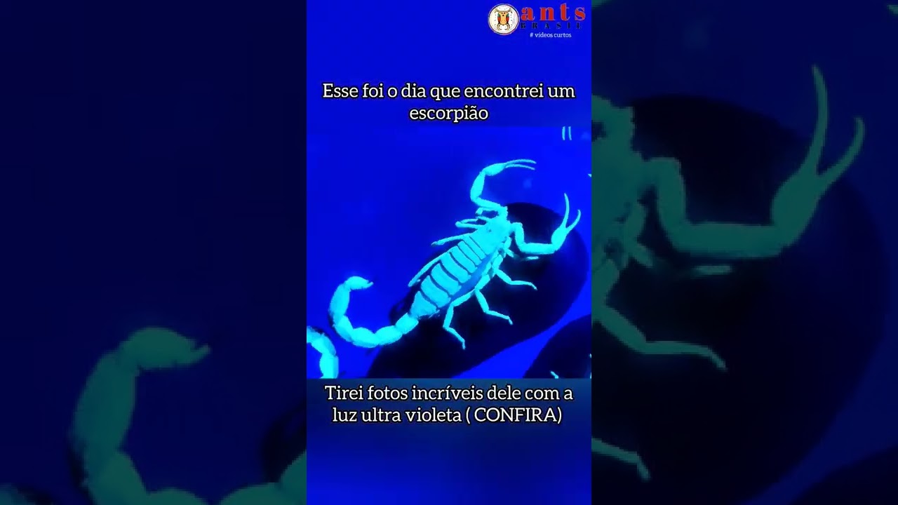 ESCORPIÃO NA LUZ ULTRA VIOLETA / 
