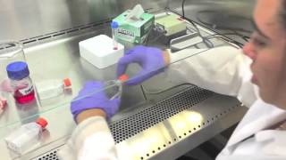 How to Passage and Split Adherent Cells