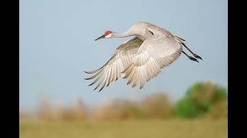 Shutter Speeds for Bird Photography