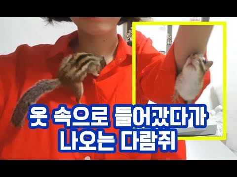 옷 속으로 들어갔다가 소매로 나오는 다람쥐
