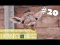 СМЕШНЫЕ ЖИВОТНЫЕ И ПИТОМЦЫ #20 ОКТЯБРЬ 2018 [Funny Pet House] Смешные животные