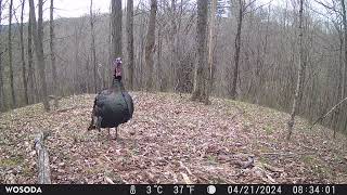 April 2024 trail cams Town of Saratoga NY