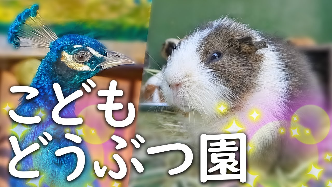 こどもの国のどうぶつ園 かわいいキレイおもしろ動物達 リス モルモット 鳥 ヤギ ウサギなど Youtube こどもの国のどうぶつ園 かわいいキレイおもしろ動物達 リス モルモット 鳥 ヤギ ウサギなど Youtube