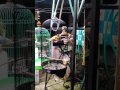 Jual Burung Lovebird Pekalongan