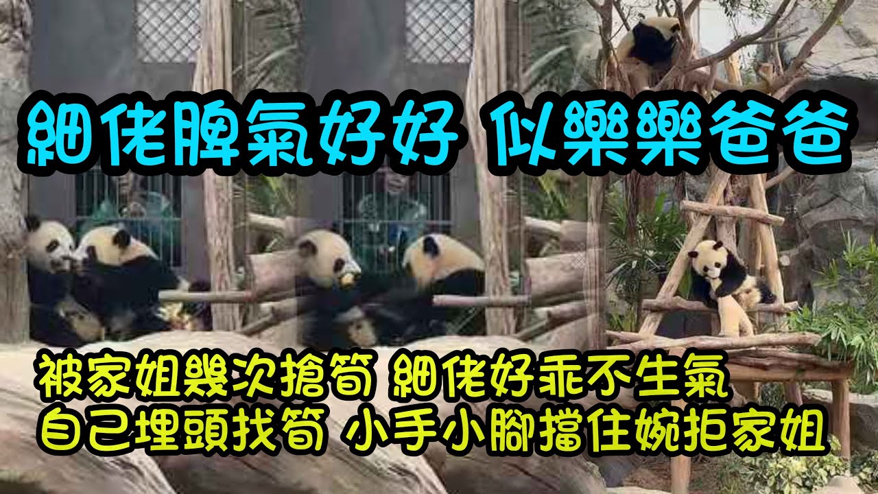 1月6日 兩姐弟跑著衝過去小賣部找奶媽，家姐好幾次搶細佬的竹筍，細佬脾氣好好啊，只是用小手小腳擋住家姐 一點都不生氣