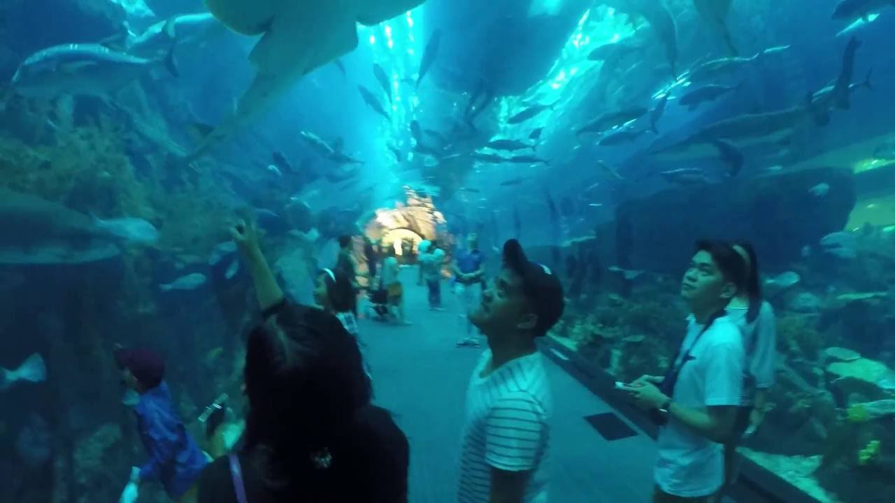 Dubai Aquarium and Underground Zoo YouTube