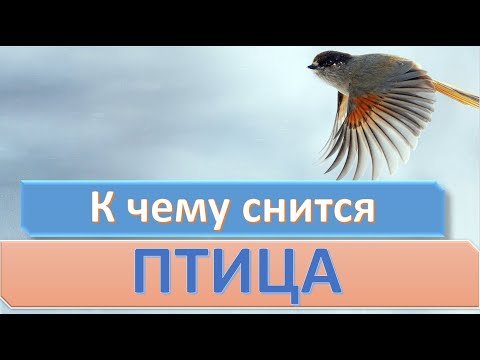 К чему снится ПТИЦА | СОННИК