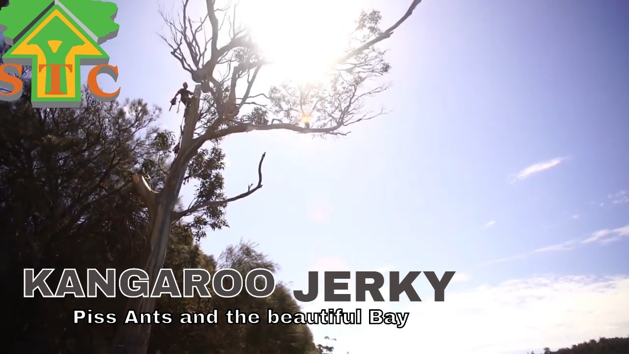 KANGAROO JERKY, ANTS AND THE BEAUTIFUL BAY ( Tree Services Tasmania ) Southern Tas tree removal