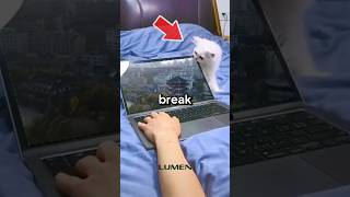 Why do apple not make foldable laptops?