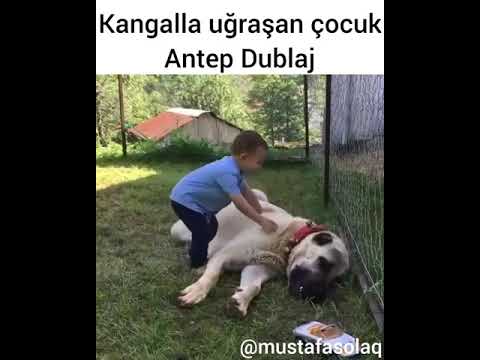 Kangalla Uğraşan Çocuk (ANTEP DUBLAJ)