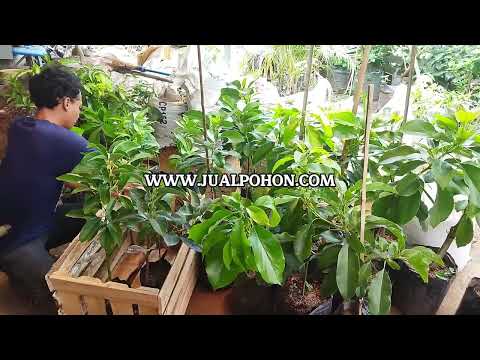 Dapatkan Bibit Alpukat Siger Asli Berkualitas Unggul Hanya Disini! (Proses Packing)