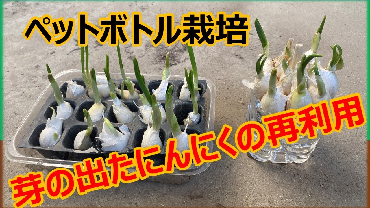 【芽の出たにんにくの再利用】ペットボトルでにんにくの芽を栽培 YouTube 【芽の出たにんにくの再利用】ペットボトルでにんにくの芽を栽培 YouTube