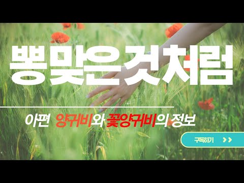 뽕 맞은 것처럼~ 양귀비의 효능과 구별법을 알려드립니다