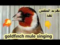 تغريد حسون لغة خلوي ،goldfinch mule singing