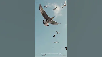 إشارات عمرو دياب حاله واتساب 