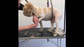 Lagotto groom with Louise Ferguson part 4 Feet and legs by Louise Mizen Ferguson 3,684 views 4 years ago 9 minutes, 25 seconds