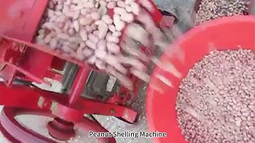 Peanut Shelling Machine in Action – Efficient Peeling and Shelling for Peanut Processing