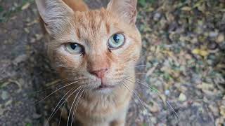 חתול ג'ינג'י וחתול אפור A Ginger cat and a gray cat