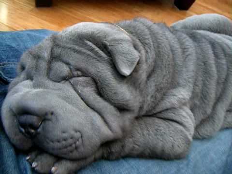 blue shar pei puppy