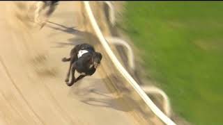 2018 STAR SPORTS CHAMPION HURDLE - T4 LENSON WILSON