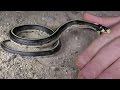 Killer King Snakes VS Us! : Dumped Trash Diggin. Nature, Herping, Fishing, Funny Animals, 4K.