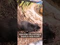 Wild Encounter: Tasmanian Devil in Australia