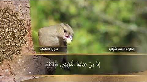 الشيخ قاسم شبلي سورة الصافات