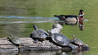 Trachemys scripta elegans  RED-EARED SLIDERS basking  3043389