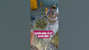 Nguyên nhân bệnh đen thân trên cá rô #ksviet#cadenminh#benhdenthan#caro