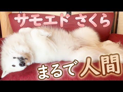 人間のようにソファーでくつろぐサモエド