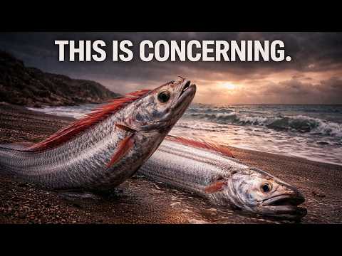 Something Strange is Happening With The Doomsday Fish Appearing Again